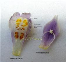  Lower lip with long pair of stamens and Upper lip with small pair stamens